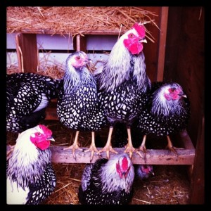 chickens 2